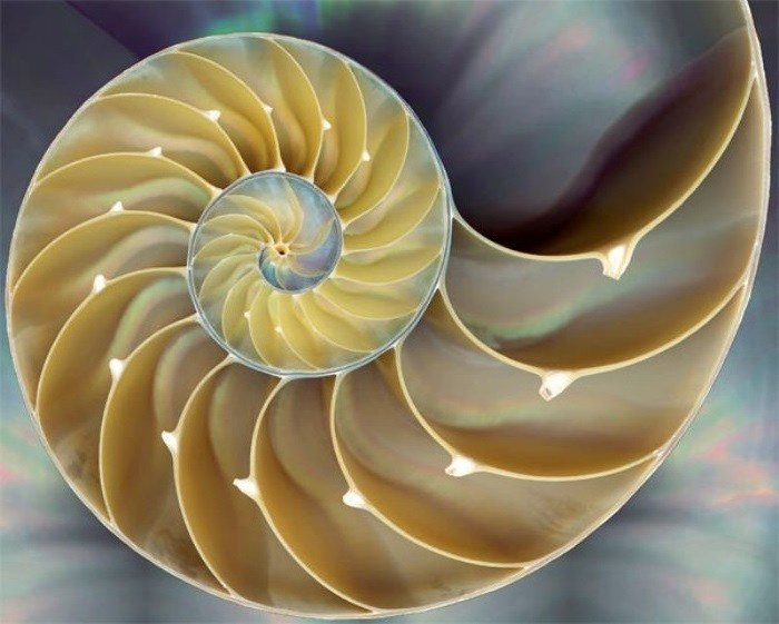 Tutus with Aroha - nautilus shell A cutaway photo of a nautilus shell often used to demonstrate the golden ratio found in many natural growth patterns. As it spirals out from the centre, the distance between the sides gets greater. The shell is pale golden yellow with light and dark yellow to show the depth of the object.